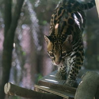 何かを見つけてソロリと近づくオセロット（ネコ科）の写真