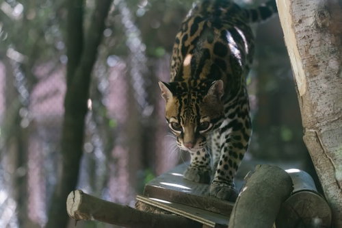 何かを見つけてソロリと近づくオセロット（ネコ科）