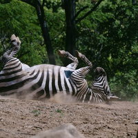 「買ってくれなきゃいやだー！」の写真