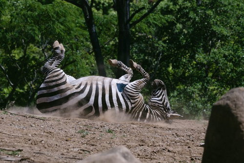 「買ってくれなきゃいやだー！」