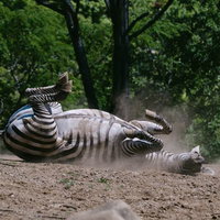 駄々をこねて地面に寝転ぶシマウマの親子の写真