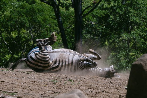 駄々をこねて地面に寝転ぶシマウマの親子