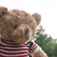 ボーダー柄セーターを着たテディベアが屋外にあらわるの写真
