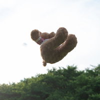 ヒャッホー（空を飛ぶくまのぬいぐるみ）の写真