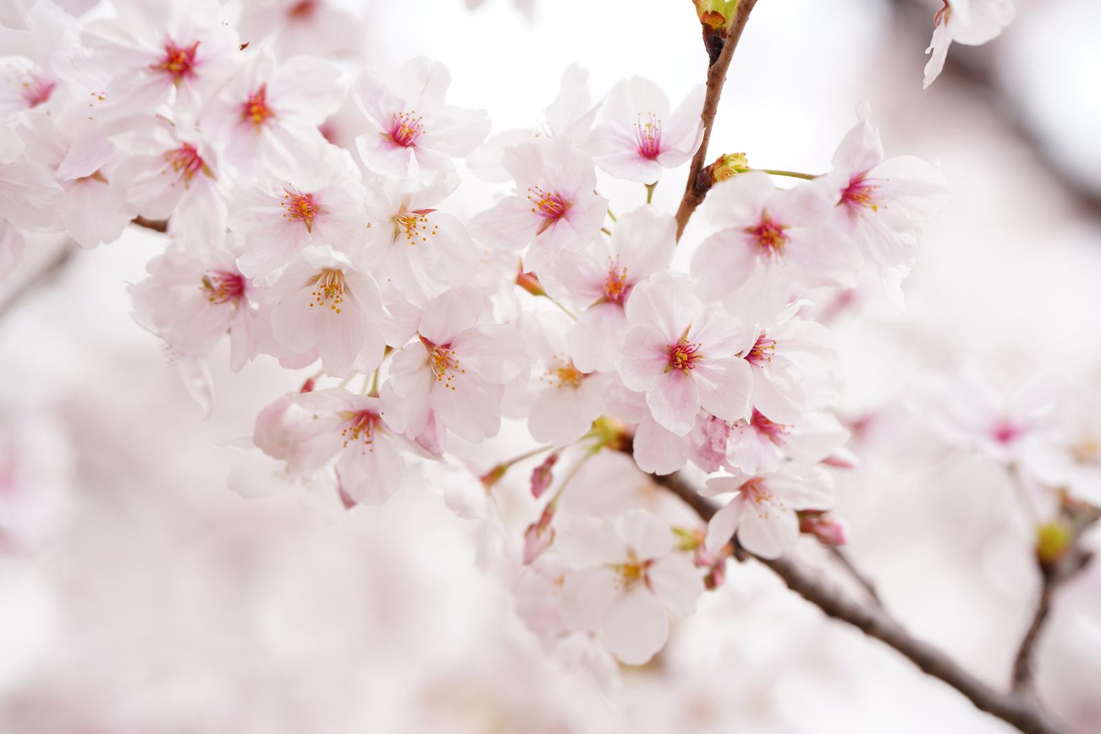 満開の桜の枝クローズアップ