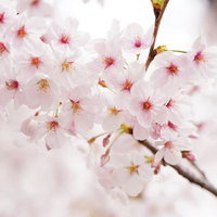 桜のクローズアップ（春・満開）の写真