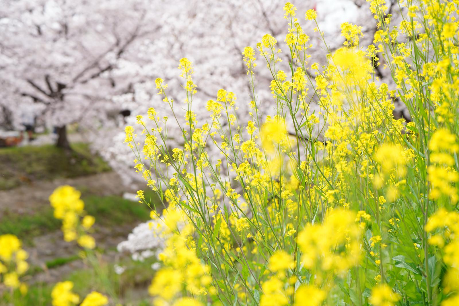 河川敷の両側に満開の白ピンク色の桜が咲き、中央の水路に花が映り込んでいる