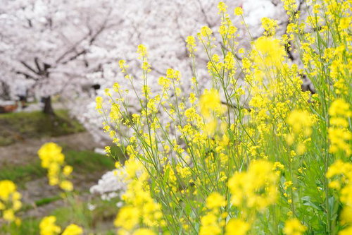 河川敷に満開に咲く桜並木の風景