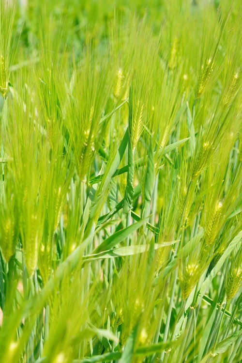 春の麦畑で風にそよぐ青麦の穂