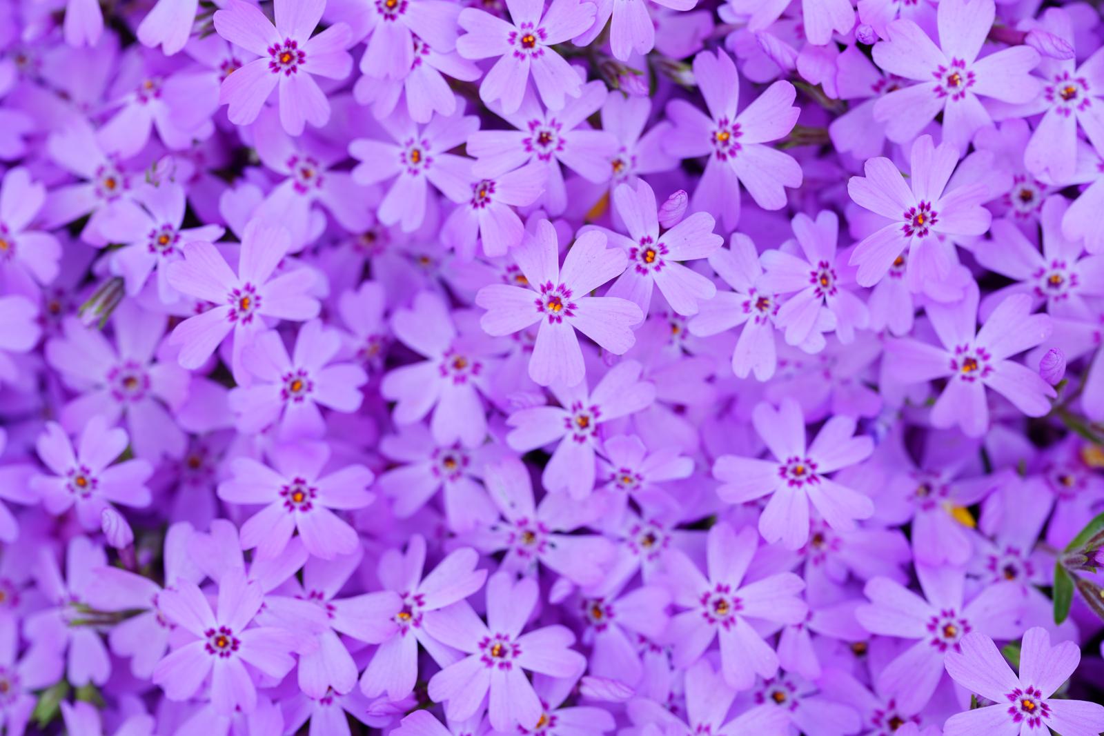 地面を覆い尽くす芝桜の群生