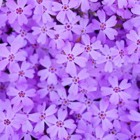 一面を染め上げる芝桜の群れの写真