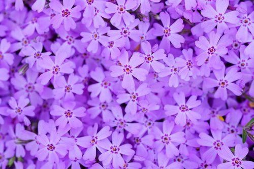 一面を染め上げる芝桜の群れ