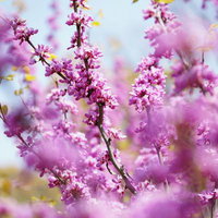 春の訪れを告げる枝咲きのハナズオウの写真