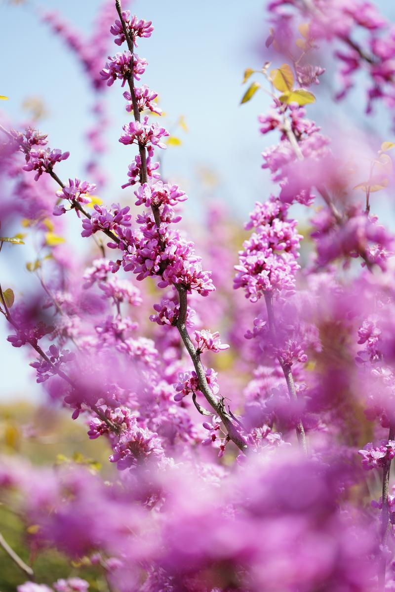 枝に密集して咲くハナズオウのピンクの花