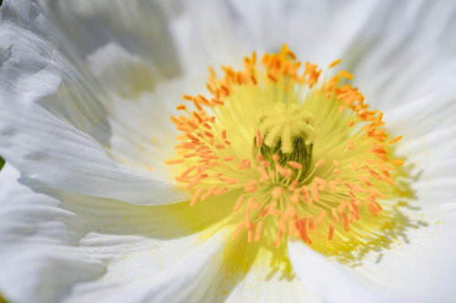 白く透き通る花びらの先に見えた春の息吹