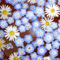 春色の癒しを閉じ込めた水に浮かぶ小さな花の写真