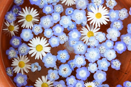 春色の癒しを閉じ込めた水に浮かぶ小さな花