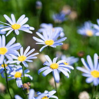 春風に微笑むブルーデージーの可憐な花の写真