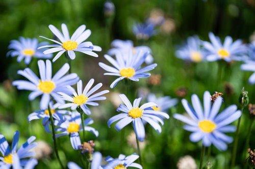 春風に微笑むブルーデージーの可憐な花
