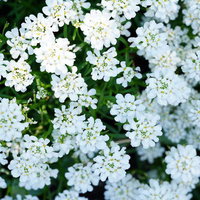 イベリスが咲き誇る春の花畑の写真