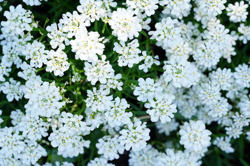 イベリスが咲き誇る春の花畑