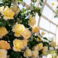 白いパーゴラに沿って咲き誇るつるバラの写真