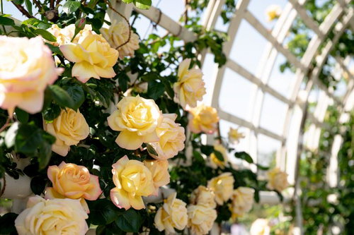 白いパーゴラに沿って咲き誇るつるバラ