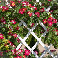 クライミングローズ（コクテール）白いトレリスに咲くバラの写真