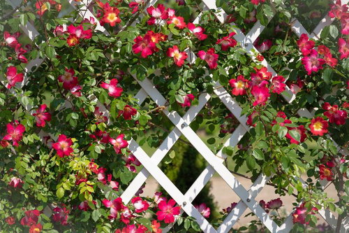 クライミングローズ（コクテール）白いトレリスに咲くバラ