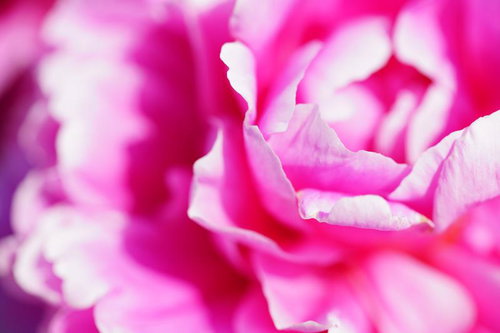 花びらを大胆に切り取ったマクロショット カーネーション（ピンク）