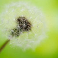 綿毛をまとったたんぽぽの種子の写真