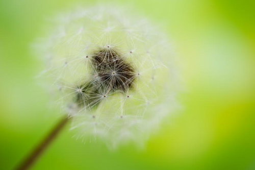 綿毛をまとったたんぽぽの種子