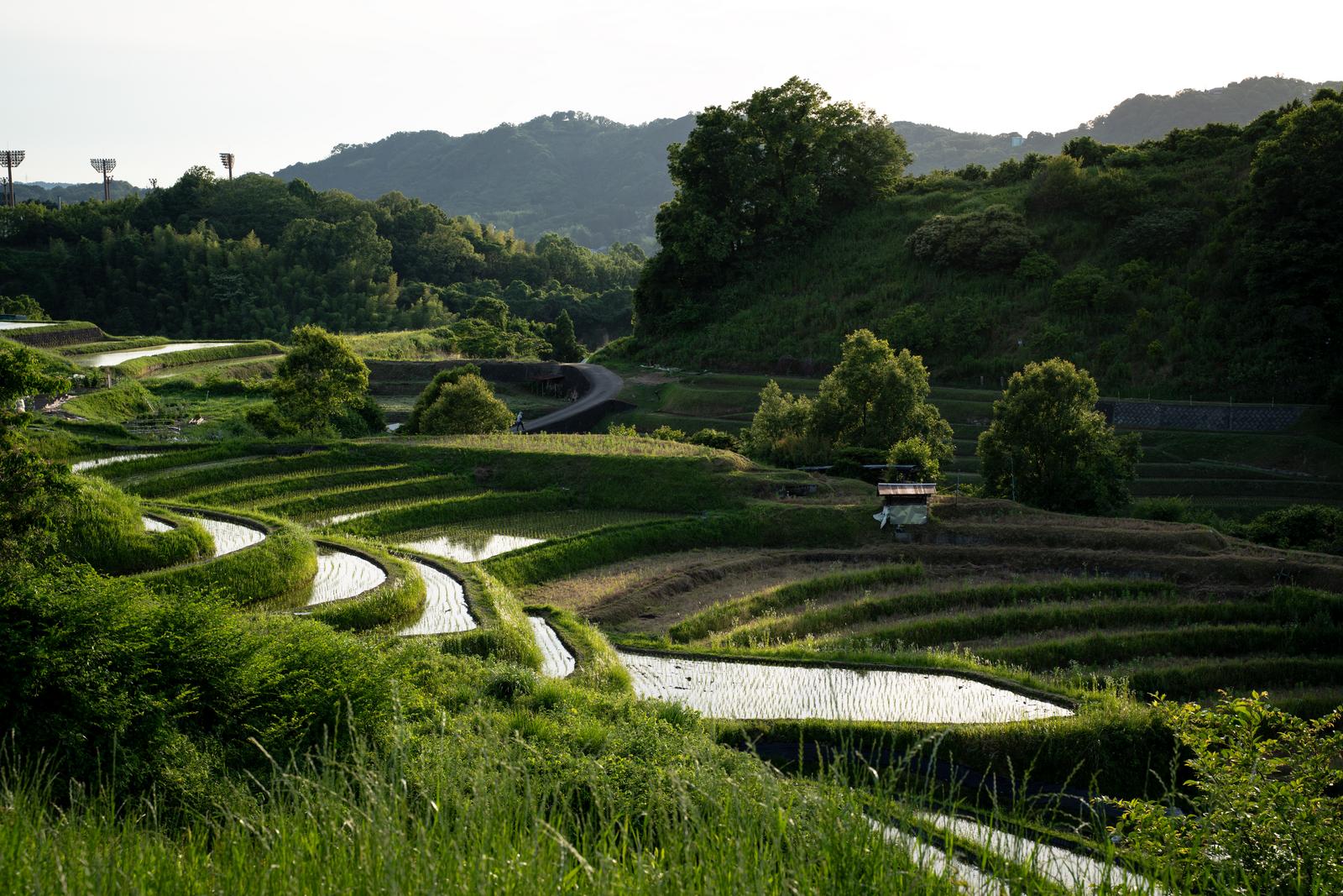 700年続く千早赤阪村の棚田。段々畑状に広がる水田と緑の畔