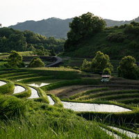 700年続く千早赤阪村の棚田風景と水鏡が織りなす農村景観の写真