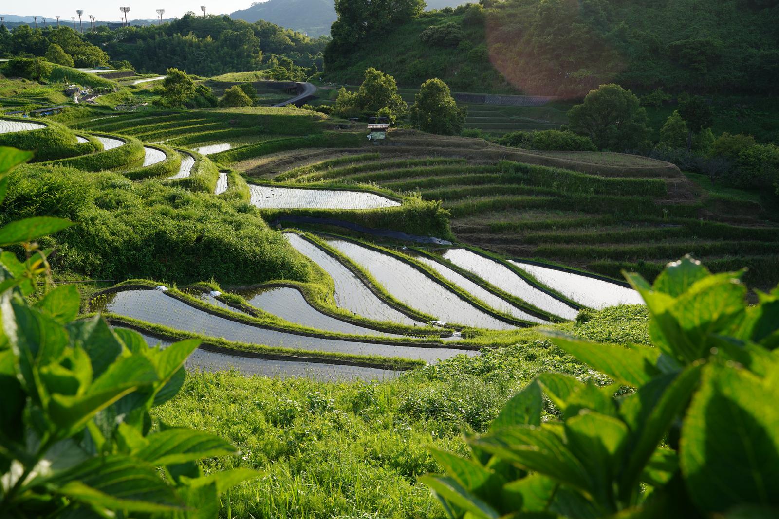初夏の棚田に水が張られ、水鏡に山並みが映り込んでいる風景