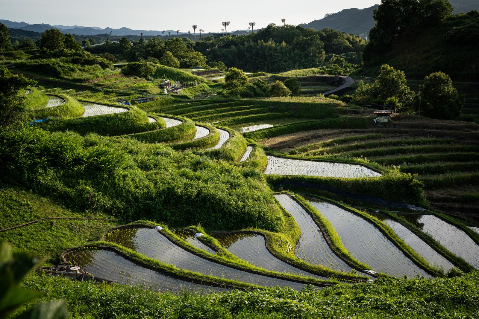 夕方の光を受けて水鏡となった下赤阪の棚田と遠くの山並み