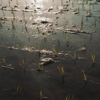 下赤阪の棚田の曲線美と水鏡 千早赤阪村の階段状田んぼの写真