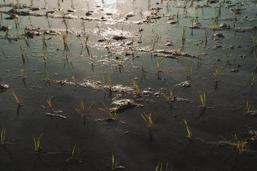 下赤阪の棚田の曲線美と水鏡 千早赤阪村の階段状田んぼ