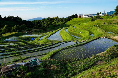 下赤阪の棚田の曲線美と水鏡 千早赤阪村の階段状田んぼ