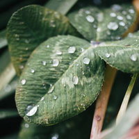 雨粒と葉の写真