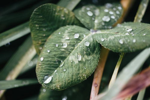 雨粒と葉