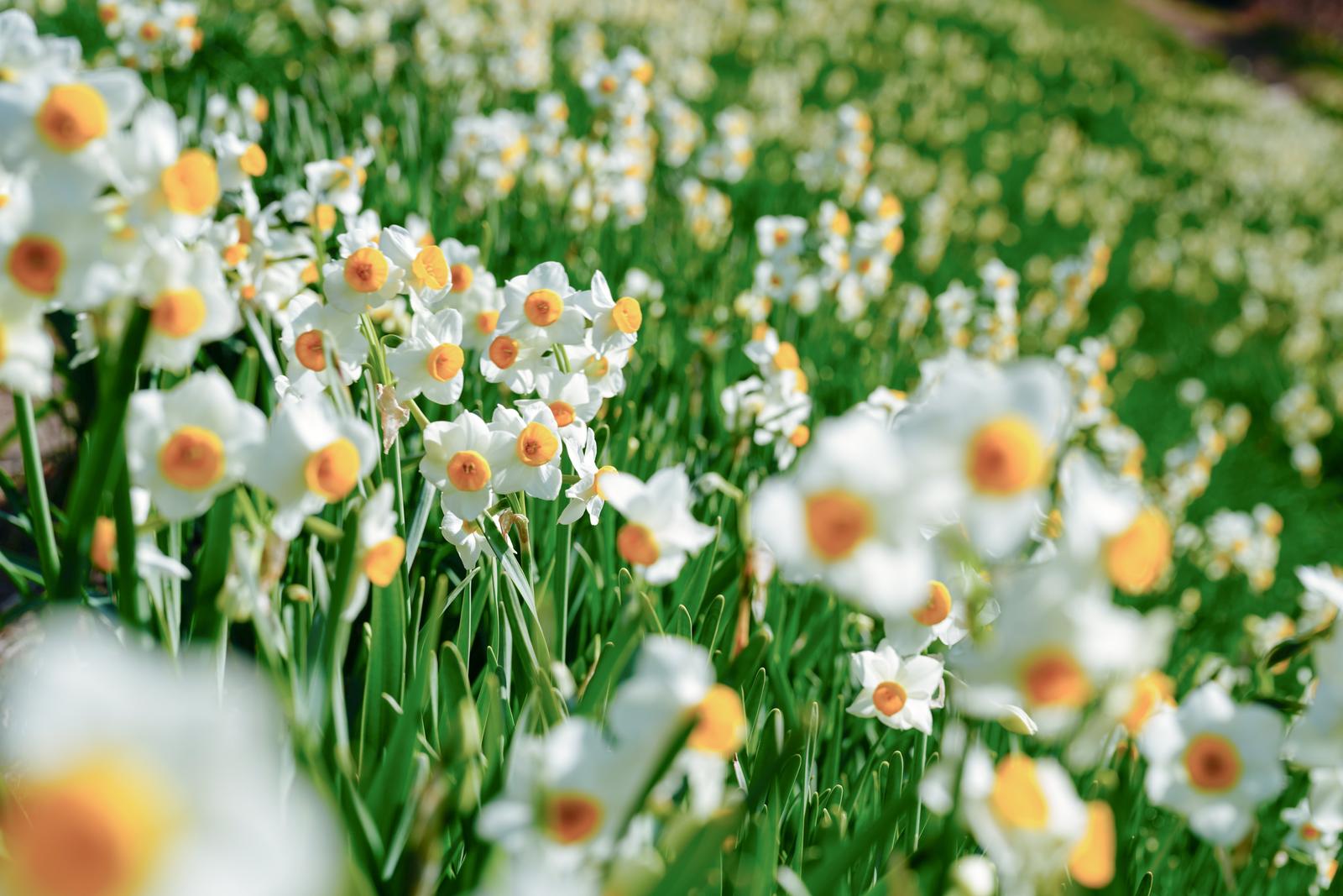 春の花壇に群生するスイセンの花
