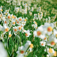 春の野原に群れ咲く水仙の花の写真