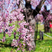 しだれ桜のクローズアップ（春・ピンク）の写真