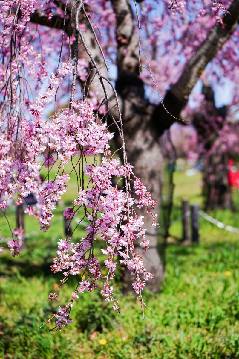 しだれ桜の枝と小花のクローズアップ