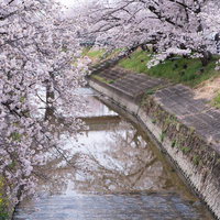 河川敷の両岸に咲き誇る満開の桜並木と春の風景の写真