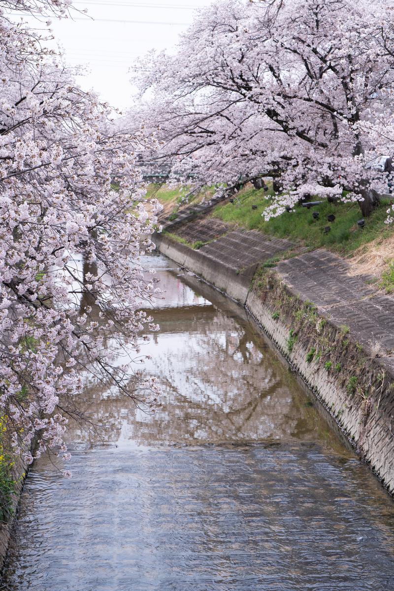 河川敷の両岸に咲く満開の桜並木。白い花に覆われた枝が川の上に垂れ下がっている
