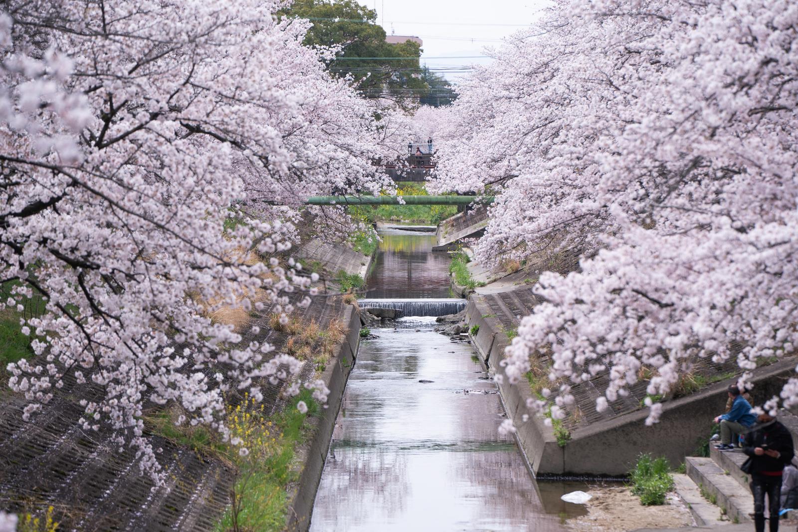河川敷で満開に咲く桜の枝と背景の流れる水