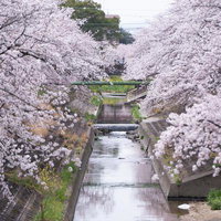 流れる河川と満開の桜の花の写真