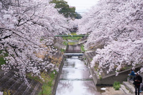 流れる河川と満開の桜の花